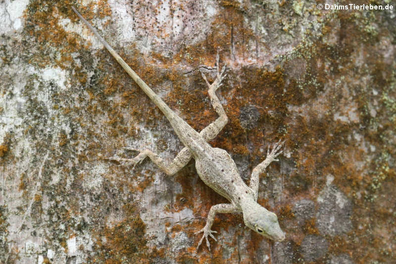 Banded Anole Anolis stratulus-1