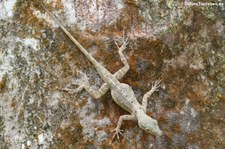 Anolis im El Yunque National Forest, Puerto Rico