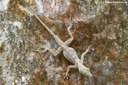 Anolis stratulus