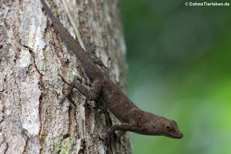 Kammanolis Anolis cristatellus-9