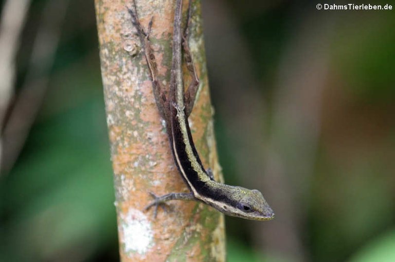 Anolis krugi