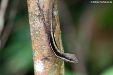 Anolis (eventuell Anolis krugi) im El Yunque National Forest, Puerto Rico