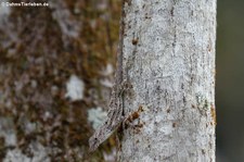 Banded Anole (Anolis stratulus) im El Yunque National Forest, Puerto Rico