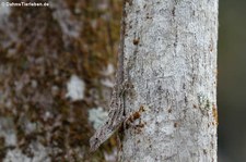 Anolis (eventuell Anolis stratulus) im El Yunque National Forest, Puerto Rico