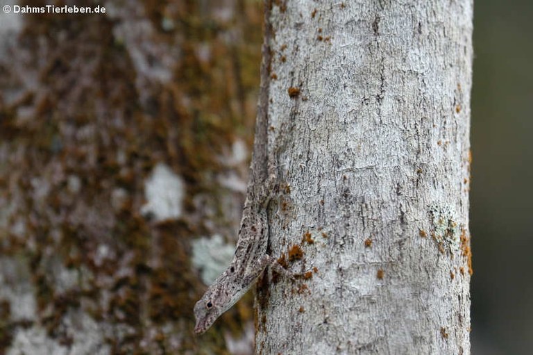 Anolis stratulus