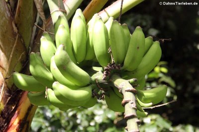 Bananen im El Yunque National Forest