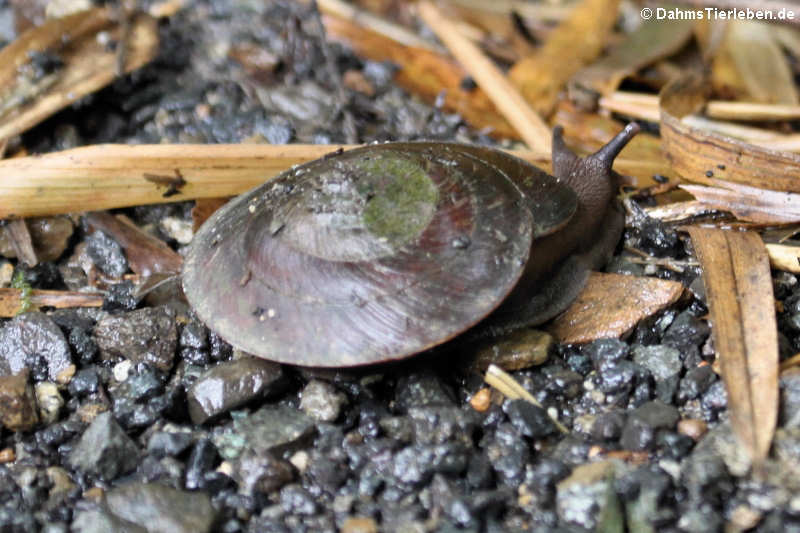 Caracolus caracolla