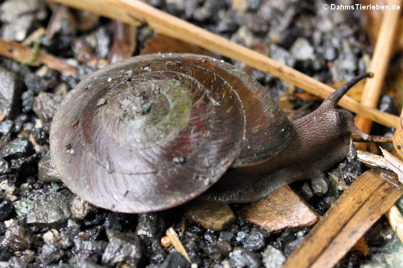 Schnecke (Caracolus caracolla)