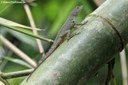 Anolis cristatellus