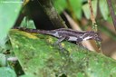 Anolis cristatellus