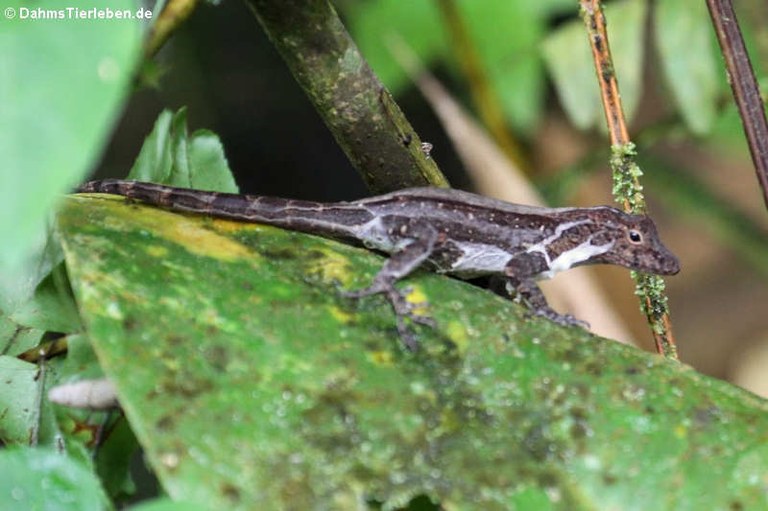 Anolis cristatellus