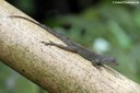 Anolis cristatellus