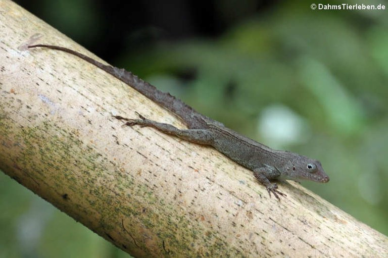 Anolis cristatellus