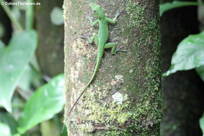 Smaragd-Anolis (Anolis evermanni)