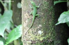 Smaragd-Anolis (Anolis evermanni) im El Yunque National Forest, Puerto Rico