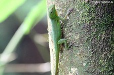 Smaragd-Anolis (Anolis evermanni) im El Yunque National Forest, Puerto Rico