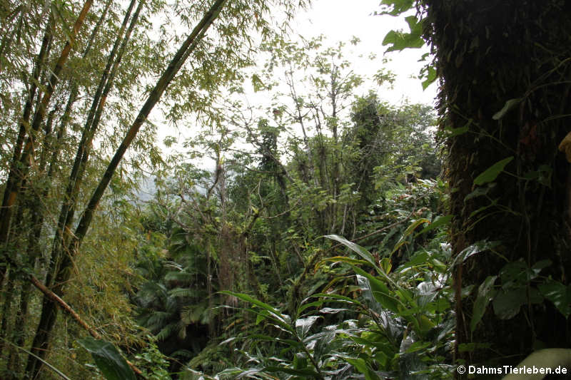 Blick in den Regenwald