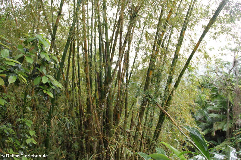 Bambus  im El Yunque National Forest