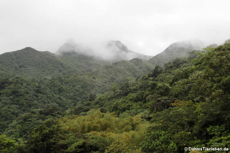 El Yunque Nationalpark