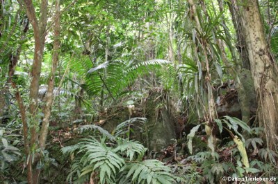 Farne  im El Yunque National Forest