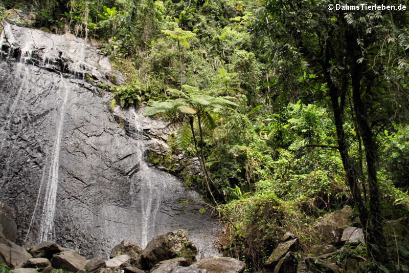 Wasserfall La Coca