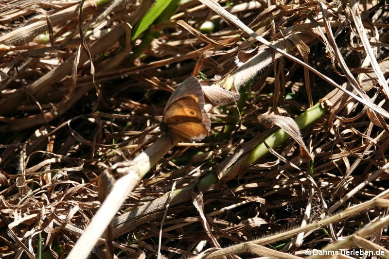 Heteropsis narcissus borbonica Heteropsis narcissus borbonica-1