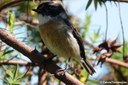 Saxicola tectes