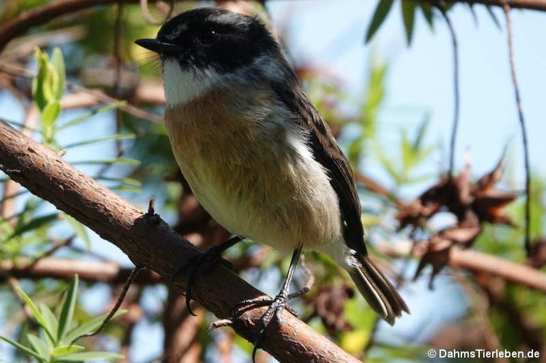 Saxicola tectes