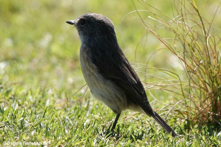 Saxicola tectes
