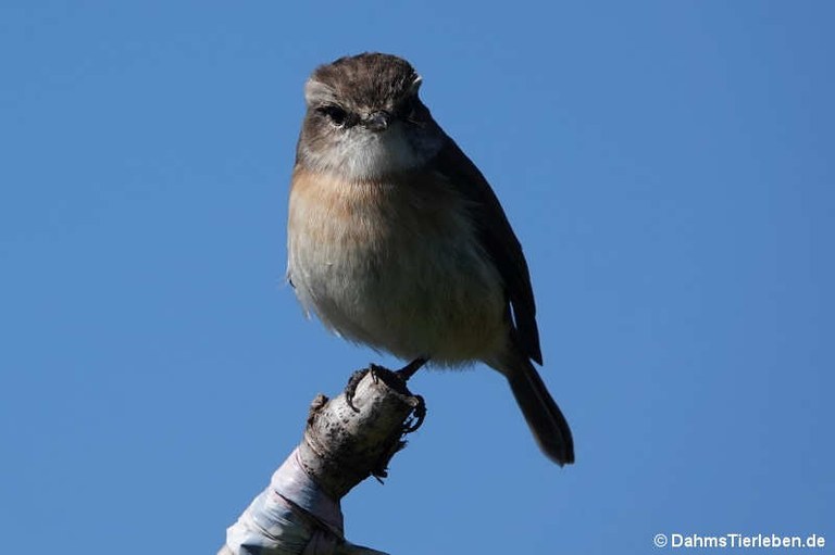 Saxicola tectes