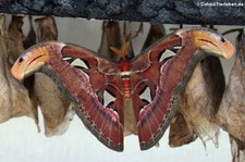 Atlasspinner (Attacus atlas) iin der Butterfly Farm, Saint-Martin