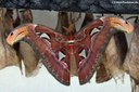 Attacus atlas