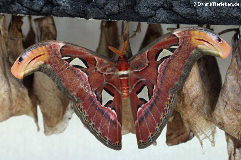 Ein gerade geschlüpfter Atlasfalter (Attacus atlas)