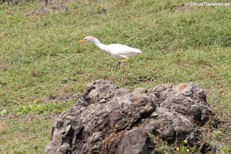 Bubulcus ibis