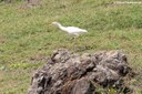 Ardea ibis