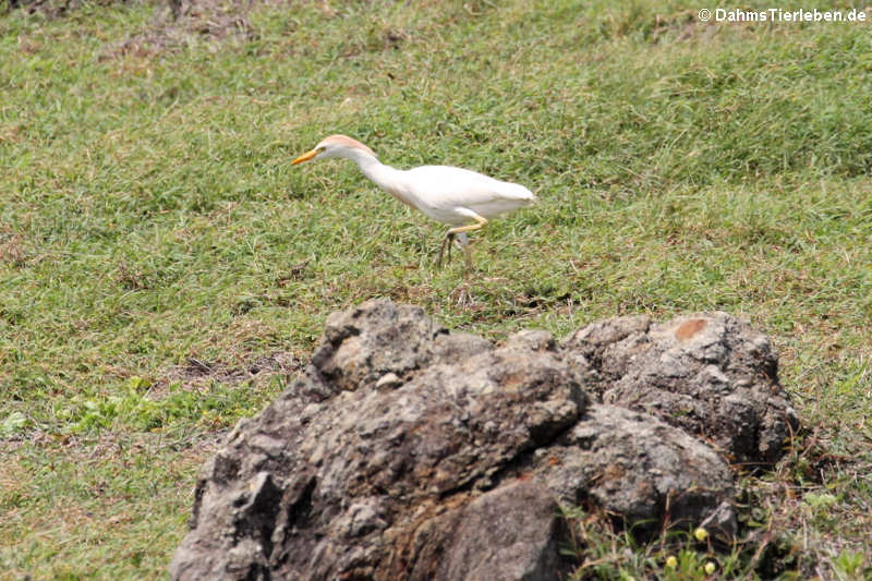 Kuhreiher (Bubulcus ibis)