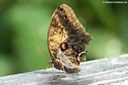 Caligo telamonius memnon