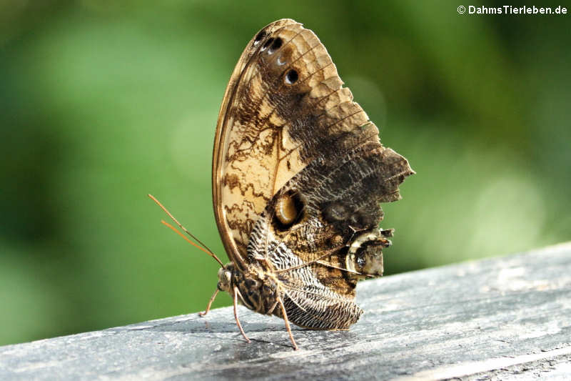Bananenfalter (Caligo telamonius memnon)