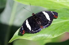 Oranger Fleckfalter (Catonephele numilia) in der Butterfly Farm, Saint-Martin