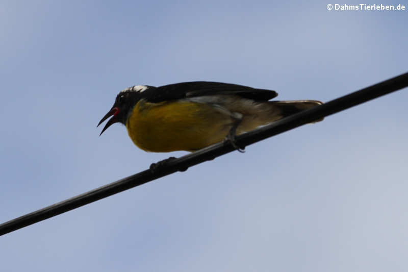 Zuckervogel (Coereba flaveola bartholemica)