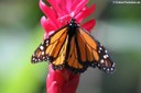 Danaus plexippus