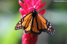 Monarchfalter (Danaus plexippus) in der Butterfly Farm, Saint-Martin