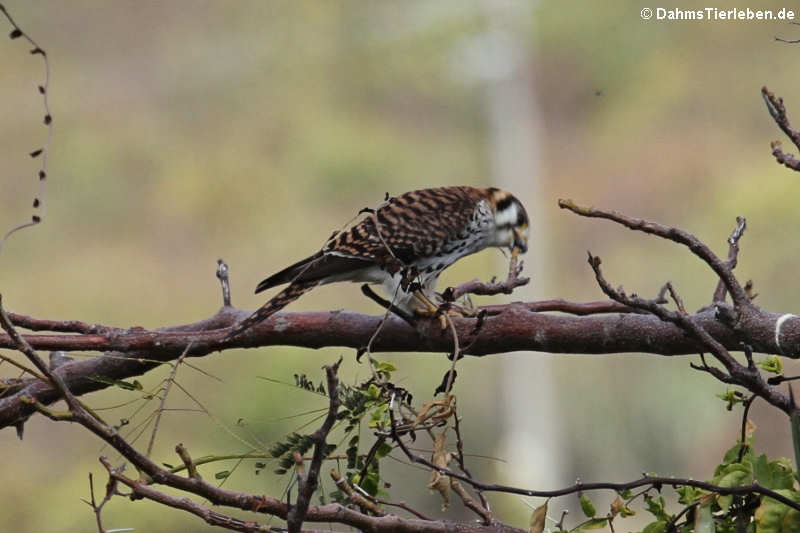 Buntfalke (Falco sparverius caribaearum)