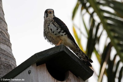 Buntfalke (Falco sparverius caribaearum)