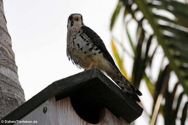 Falco sparverius caribaearum