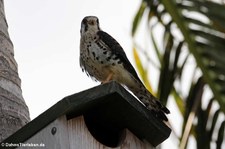 Buntfalke (Falco sparverius caribaearum)  auf Saint-Martin
