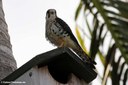 Falco sparverius caribaearum
