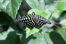 Neonsegelfalter (Graphium agamemnon) in der Butterfly Farm, Saint-Martin