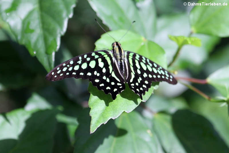 Neonsegelfalter (Graphium agamemnon)