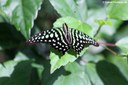 Graphium agamemnon